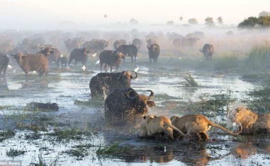 Επικές μάχες που …κόβουν την ανάσα.