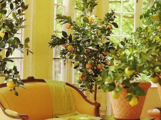 Εσπεριδοειδή σε γλάστρες