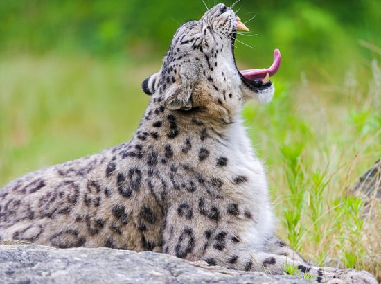 Μεγάλες γάτες από τον Emmanuel Keller