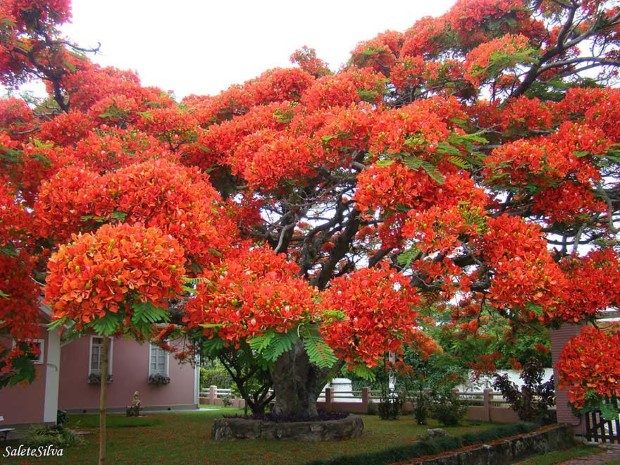 Τα πιο όμορφα δέντρα στον κόσμο
