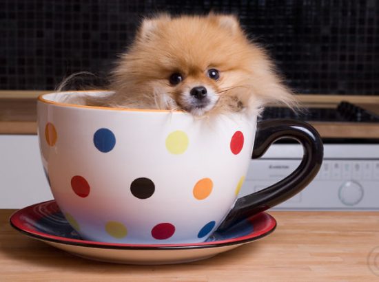 Κούπες γεμάτες χαριτωμένα ζωάκια