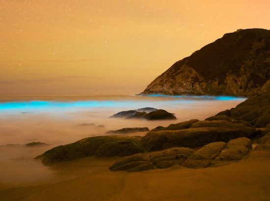 Όμορφες εικόνες από πλαγκτόν