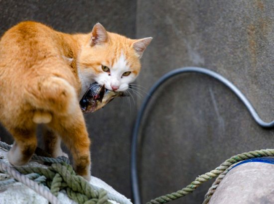 Οι αξιαγάπητες γάτες της Aoshima της Ιαπωνίας