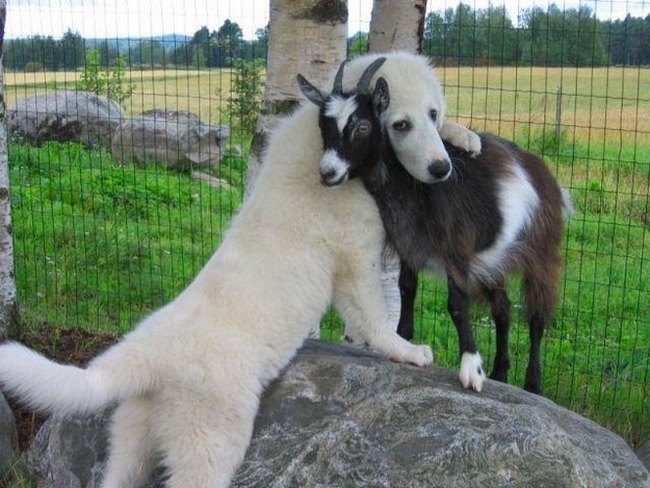 Όμορφες φωτογραφίες με ζώα που διδάσκουν τι σημαίνει αγάπη