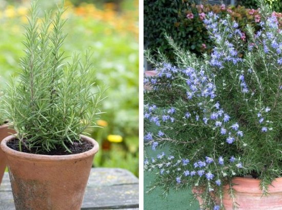 8 λόγοι για να φυτέψεις δενδρολίβανο στον κήπο σου