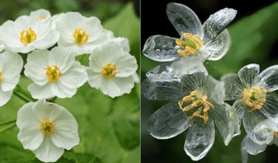 Δείτε τα απίστευτα σκελετό λουλούδια που γίνονται διάφανα όταν βρέχει