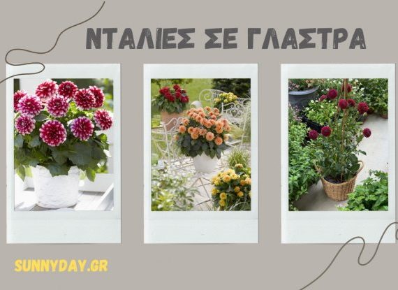 Ντάλιες σε γλάστρα, όμορφες ιδέες για το μπαλκόνι και την αυλή σας