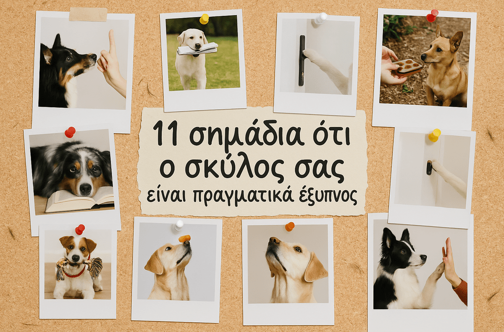 11 Σημάδια Ότι Ο Σκύλος Σας Είναι Πραγματικά Έξυπνος