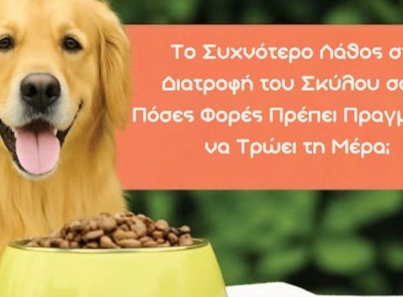 Το Συχνότερο Λάθος στη Διατροφή του Σκύλου: Πόσες Φορές Πρέπει Πραγματικά να Τρώει τη Μέρα;