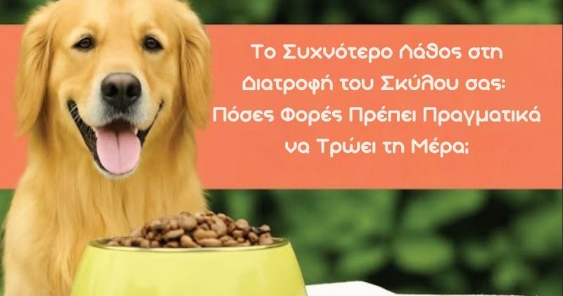 Το Συχνότερο Λάθος στη Διατροφή του Σκύλου: Πόσες Φορές Πρέπει Πραγματικά να Τρώει τη Μέρα;